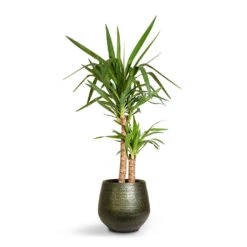 Noor Plant Pot - Velvet Green -Indoor Plants Store Yucca elephantipes Spineless Yucca 21x95cm 2stems Noor Plant Pot Velvet Green 32x30cm