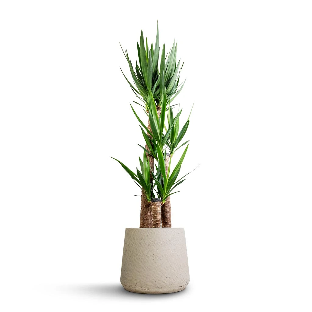 Patt Plant Pot - Grey Washed 14 Patt Plant Pot - Grey Washed - Image 12
