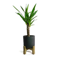 Charlie Plant Pot - Low Stand - Black Washed -Indoor Plants Store Yucca elephantipes Spineless Yucca Charlie Plant Pot Low Stand Black Washed
