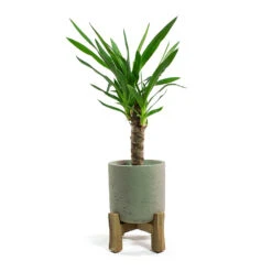 Charlie Plant Pot - Low Stand - Grey Washed -Indoor Plants Store Yucca elephantipes Spineless Yucca Charlie Plant Pot Low Stand Grey Washed
