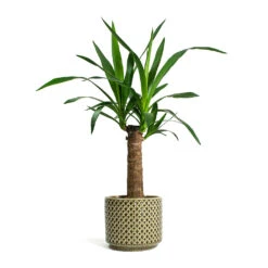 Yucca Elephantipes - Spineless Yucca -Indoor Plants Store Yucca elephantipes Spineless Yucca Thies Plant Pot Olive Green c12878d5 eee8 41b8 a40f 25046b21a0ee