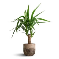 Albero Plant Pot - Cement 17 Albero Plant Pot - Cement -Indoor Plants Store Yucca elephantipes Thick Trunk 19x80cm Albero Plant Pot Cement 21x19cm