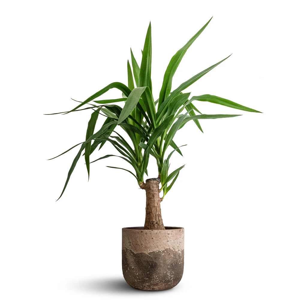 Albero Plant Pot - Cement 7 Albero Plant Pot - Cement - Image 5