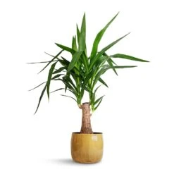 Babet Plant Pot - Camel 15 Babet Plant Pot - Camel -Indoor Plants Store Yucca elephantipes Thick Trunk 19x80cm Babet Plant Pot Camel 21x18cm