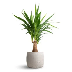 Yucca Elephantipes - Thick Trunk 14 Yucca Elephantipes - Thick Trunk -Indoor Plants Store Yucca elephantipes Thick Trunk 19x80cm Mini Valerie Plant Pot Grey Washed 28x22cm
