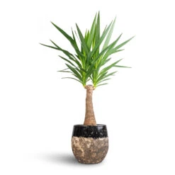 Lindy Plant Pot - Black -Indoor Plants Store Yucca elephantipes Thick Trunk 21x100cm Lindy Plant Pot Black 30x25cm bcda4a94 b58c 4074 a1dc 305c698d8b28