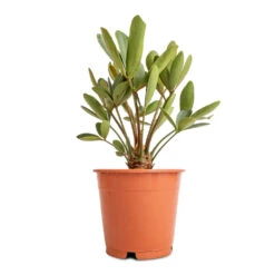 Zamia Furfuracea - Cardboard Palm -Indoor Plants Store Zamia furfuracea Cardboard Palm 12x45cm