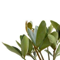 Zamia Furfuracea - Cardboard Palm -Indoor Plants Store Zamia furfuracea Cardboard Palm SWATCH 2