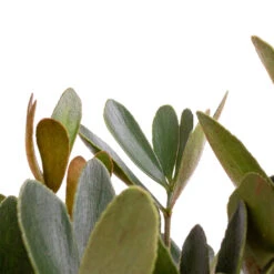 Zamia Furfuracea - Cardboard Palm -Indoor Plants Store Zamia furfuracea Cardboard Palm SWATCH 3