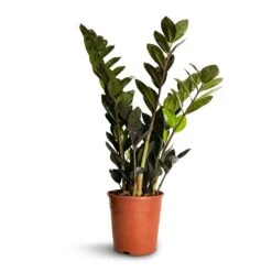 Zamioculcas Zamiifolia - Raven ZZ Plant -Indoor Plants Store Zamioculcas zamiifolia Raven ZZ Plant 14x50cm