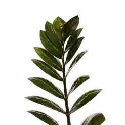 Zamioculcas Zamiifolia - Raven ZZ Plant -Indoor Plants Store Zamioculcas zamiifolia Raven ZZ Plant 14x50cm Close Up