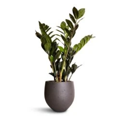 Zamioculcas Zamiifolia - Raven ZZ Plant -Indoor Plants Store Zamioculcas zamiifolia Raven ZZ Plant 14x50cm Mini Orb Kevan Plant Pot Black Washed 18x15cm