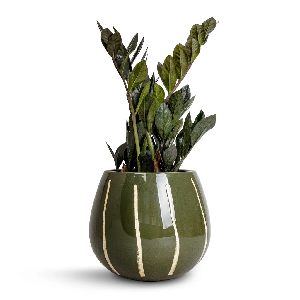 Nova Plant Pot - Green 5 Nova Plant Pot - Green - Image 3