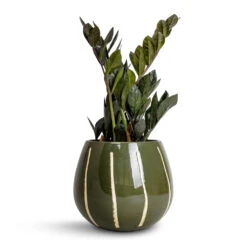 Zamioculcas Zamiifolia - Raven ZZ Plant -Indoor Plants Store Zamioculcas zamiifolia Raven ZZ Plant 14x50cm Nova Plant Pot Green 23x18cm 5d1fd0e5 fb54 4b8a b406 74446cfba4b5