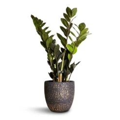 Zamioculcas Zamiifolia - Raven ZZ Plant -Indoor Plants Store Zamioculcas zamiifolia Raven ZZ Plant 14x50cm Rinca Plant Pot Shiny Black 17x15cm