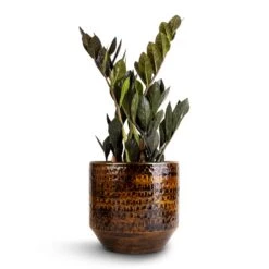 Sanna Plant Pot - Savanna -Indoor Plants Store Zamioculcas zamiifolia Raven ZZ Plant 14x50cm Sanna Plant Pot Savanna 18x17cm 1 caa813fb a73a 4a09 abf9 13f15c1488c1
