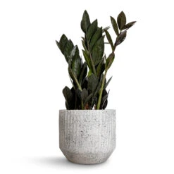 Solento Plant Pot - White Speckle -Indoor Plants Store Zamioculcas zamiifolia Raven ZZ Plant 14x50cm Solento Plant Pot White Speckle 16x14cm