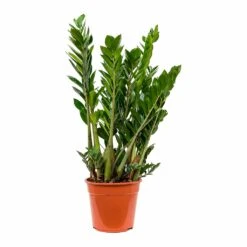 Zamioculcas Zamiifolia - ZZ Plant -Indoor Plants Store Zamioculcas zamiifolia ZZ Plant 100cm