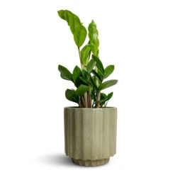 Bourton Scalloped Plant Pot - Sage -Indoor Plants Store Zamioculcas zamiifolia ZZ Plant 12x30cm Bourton Scalloped Plant Pot Sage 16x16cm