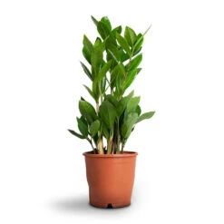 Zamioculcas Zamiifolia - ZZ Plant -Indoor Plants Store Zamioculcas zamiifolia ZZ Plant 12x45cm