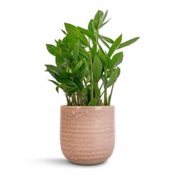 Ocean Glaze Plant Pot - Morganite 15 Ocean Glaze Plant Pot - Morganite -Indoor Plants Store Zamioculcas zamiifolia ZZ Plant 14x40cm Ocean Glaze Plant Pot Morganite 16x16cm