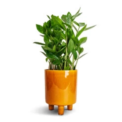 Pisa Plant Pot - Mustard -Indoor Plants Store Zamioculcas zamiifolia ZZ Plant 14x40cm Pisa Plant Pot Mustard 16x19cm