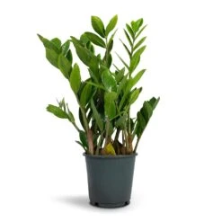 Zamioculcas Zamiifolia - ZZ Plant -Indoor Plants Store Zamioculcas zamiifolia ZZ Plant 14x50cm