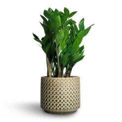 Zamioculcas Zamiifolia - ZZ Plant -Indoor Plants Store Zamioculcas zamiifolia ZZ Plant 14x50cm Thies Plant Pot Olive Green 17x15cm 697b7662 75c5 423f 84bb d9071e9252de