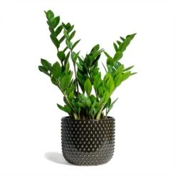 Zamioculcas Zamiifolia - ZZ Plant -Indoor Plants Store Zamioculcas zamiifolia ZZ Plant 17x65cm Bolino Plant Pot Shiny Black 24x21cm