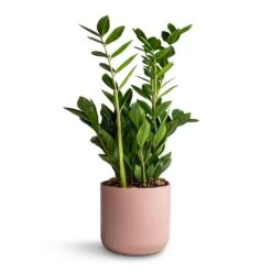 Zamioculcas Zamiifolia - ZZ Plant -Indoor Plants Store Zamioculcas zamiifolia ZZ Plant 17x65cm Lisbon Plant Pot Pink Clay 19x19cm 73d2b620 57cd 4902 be6b 877557c2242e