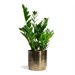 Zamioculcas Zamiifolia - ZZ Plant -Indoor Plants Store Zamioculcas zamiifolia ZZ Plant 17x65cm Minou Metal Plant Pots Set of 3 Copper Black