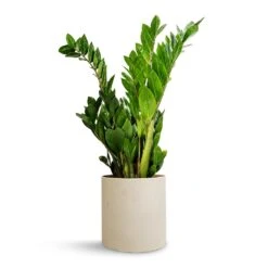Puk Refined Planter - Natural White -Indoor Plants Store Zamioculcas zamiifolia ZZ Plant 17x65cm Puk Refined Planter Natural White 20x20cm f00973fd e81e 4dab 81a7 0c25b406f5d3