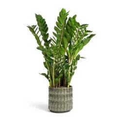 Zamioculcas Zamiifolia - ZZ Plant -Indoor Plants Store Zamioculcas zamiifolia ZZ Plant 17x65cm Stian Plant Pot Moss Green 21x20cm dcf78df2 d56f 419a 96e0 a89f452e8aa1