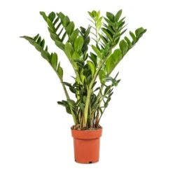 Zamioculcas Zamiifolia - ZZ Plant -Indoor Plants Store Zamioculcas zamiifolia ZZ Plant 17x65cm 92d8934c db31 4151 b436 0c09401ebf11