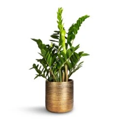 Zamioculcas Zamiifolia - ZZ Plant -Indoor Plants Store Zamioculcas zamiifolia ZZ Plant 21x80cm Solis Embossed Plant Pot Gold 25x25cm