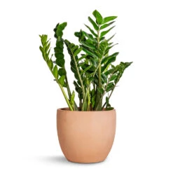 Terracotta Plant Pot -Indoor Plants Store Zamioculcas zamiifolia ZZ Plant 27x100cm Terracotta Plant Pot 38x33cm 95f398d2 dec7 49bc a69e cd2e85772cb5