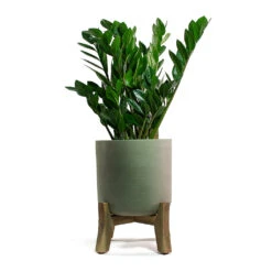 Charlie Plant Pot - Low Stand - Grey Washed -Indoor Plants Store Zamioculcas zamiifolia ZZ Plant Charlie Plant Pot Low Stand Grey Washed