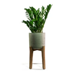 Charlie Plant Pot - Tall Stand - Grey Washed -Indoor Plants Store Zamioculcas zamiifolia ZZ Plant Patt Plant Pot Low Stand Black Washed
