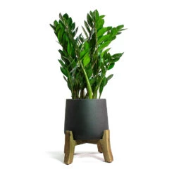 Zamioculcas Zamiifolia - ZZ Plant -Indoor Plants Store Zamioculcas zamiifolia ZZ Plant Patt Plant Pot Low Stand Black Washed ec9462f6 c47f 4ae7 b4f4 d207bacac515