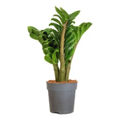 Zamioculcas Zamiifolia Zenzi - Zenzi ZZ Plant 25 Zamioculcas Zamiifolia Zenzi - Zenzi ZZ Plant -Indoor Plants Store Zamioculcas zamiifolia Zenzi Zenzi ZZ Plant 11x30cm
