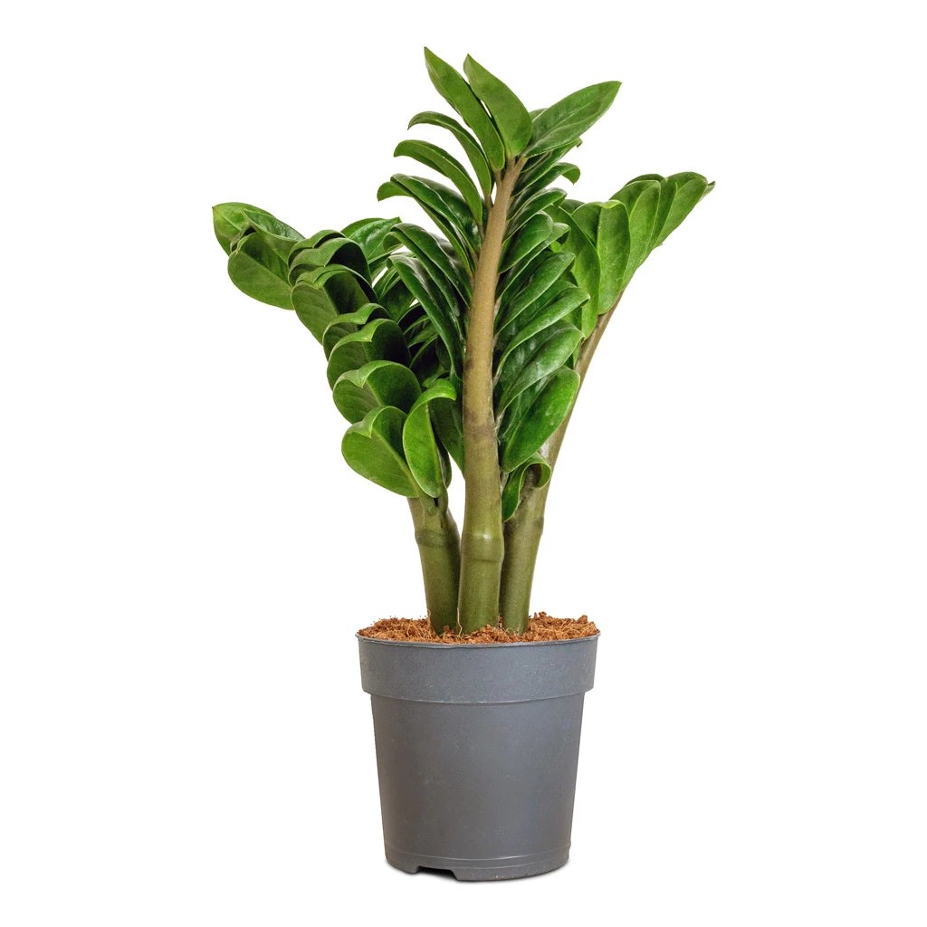 Zamioculcas Zamiifolia Zenzi - Zenzi ZZ Plant 14 Zamioculcas Zamiifolia Zenzi - Zenzi ZZ Plant - Image 12