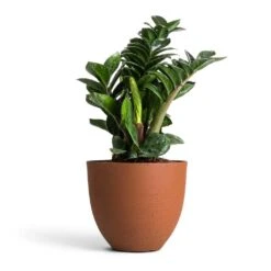 Coral Refined Planter - Canyon Orange -Indoor Plants Store Zamioculcas zamiifolia Zenzi Zenzi ZZ Plant 14x45cm Coral Refined Planter Canyon Orange 18x15cm 4fb2760b 3038 4467 b371 09aa2ddcb6e7