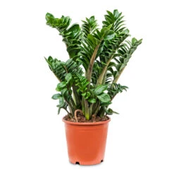 Zamioculcas Zamiifolia Zenzi - Zenzi ZZ Plant 24 Zamioculcas Zamiifolia Zenzi - Zenzi ZZ Plant -Indoor Plants Store Zamioculcas zamiifolia Zenzi Zenzi ZZ Plant 21x65cm