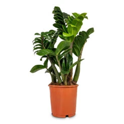 Zamioculcas Zamiifolia Zenzi - Zenzi ZZ Plant 16 Zamioculcas Zamiifolia Zenzi - Zenzi ZZ Plant -Indoor Plants Store Zamioculcas zamiifolia Zenzi Zenzi ZZ Plant