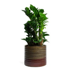 Zamioculcas Zamiifolia Zenzi - Zenzi ZZ Plant 22 Zamioculcas Zamiifolia Zenzi - Zenzi ZZ Plant -Indoor Plants Store Zamioculcas zamiifolia Zenzi Zenzi ZZ Plant Didi Plant Pot Matt Brown 6d9337f4 27a0 42e6 afb1 4c5091e60495