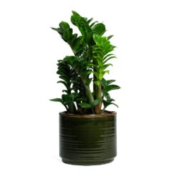 Zamioculcas Zamiifolia Zenzi - Zenzi ZZ Plant 21 Zamioculcas Zamiifolia Zenzi - Zenzi ZZ Plant -Indoor Plants Store Zamioculcas zamiifolia Zenzi Zenzi ZZ Plant Jordy Plant Pot Forest Green f215a614 2926 4452 9f70 c8a3535e06b0