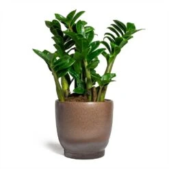 Zamioculcas Zamiifolia Zenzi - Zenzi ZZ Plant 18 Zamioculcas Zamiifolia Zenzi - Zenzi ZZ Plant -Indoor Plants Store Zamioculcas zamiifolia Zenzi Zenzi ZZ Plant Linn Plant Pot Mink 17x17cm