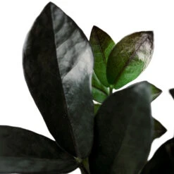 Zamioculcas Zamiifolia - Raven ZZ Plant -Indoor Plants Store Zamioculcaszamiifolia RavenZZPlant 1