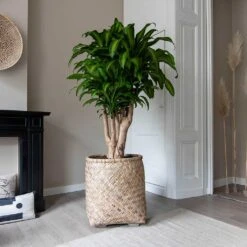 Zayn Bamboo Planter -Indoor Plants Store Zayn Bamboo Planter Dracaena fragrans Massangeana Houseplant