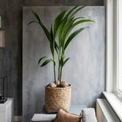 Zayn Bamboo Planter -Indoor Plants Store Zayn Bamboo Planter Houseplant